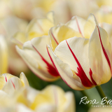 Rina-Bredie-Tulipa-Nieuw-soort-1