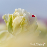 Rina-Bredie-Tulipa-Nieuw-soort-2