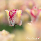 Rina-Bredie-Tulipa-Nieuw-soort-5