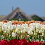 Rina-Bredie-Tulpen-landschap-met-boerderij