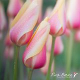 Rina Bredie Tulipa-Blushing-Lady-2021