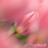 Tulp-Tulipa-Light-and-Dreamy-2020