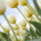 Tulpenbed-Tulp-Tulpen-Tulipa-Crispa-2019