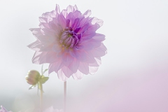 Rina Bredie Dahlia-Lavender-Perfection-2010-