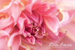 Rina Bredie-Dahlia-Lensbaby-Velvet85jpg