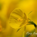 Botanische-Narcis-Bulbocodium-Conspicuus-Golden-Bells-2015-