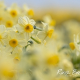 Narcis-Avalanche-Gold-