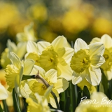 Narcis-Groot-Kronig-Saint-Patricks-Day-1964-Hortus-Limmen-2020