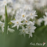 Narcis-Tazetta-Papyraceus-Hortus-Limmen-2020