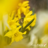 Narcis-Trompet-Golden-Harvest-Hortus-Limmen-2020