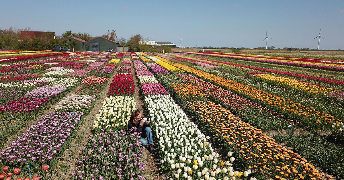 Tulpenveld Drone Video